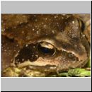 Rana temporaria - Grasfrosch 08b.jpg